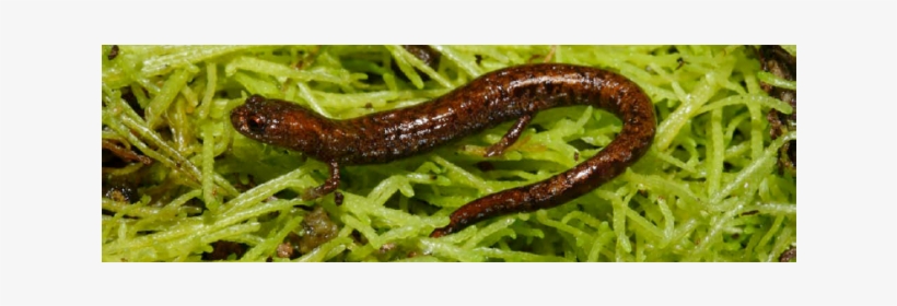 Salamander-slider, transparent png