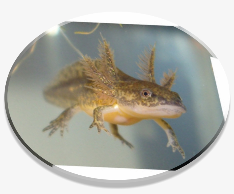 Retrieved From Http - Salamander Colorado, transparent png