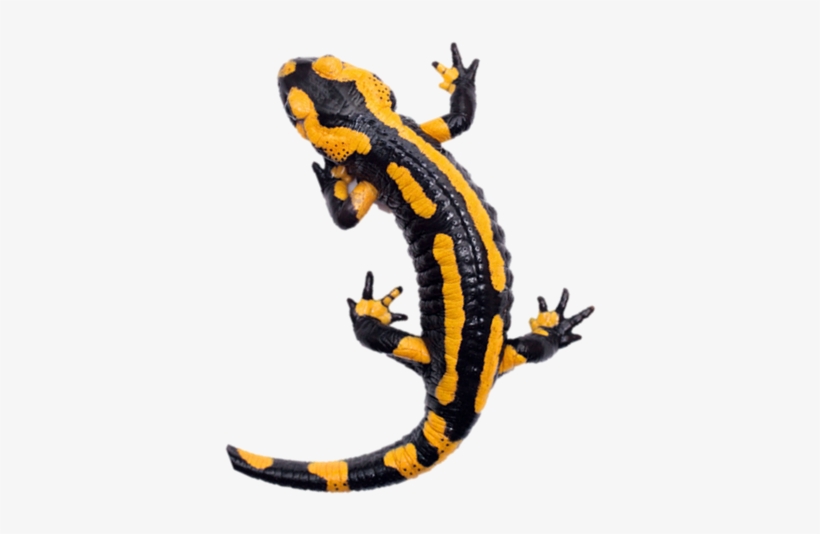 Salamander - Petites Bêtes De Nos Maisons, transparent png