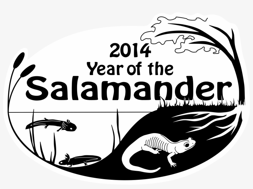 Partners In Amphibian And Reptile Conservation Is An - Cafepress 2014 Year Of The Salamander Calendar, transparent png