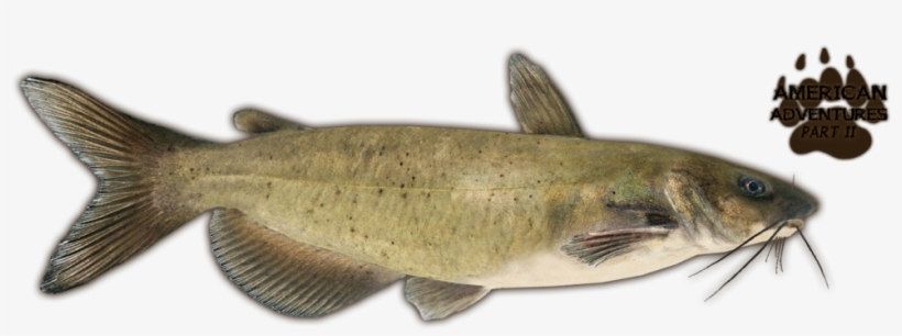 Channel Catfish - Png Image For Cat Fish, transparent png