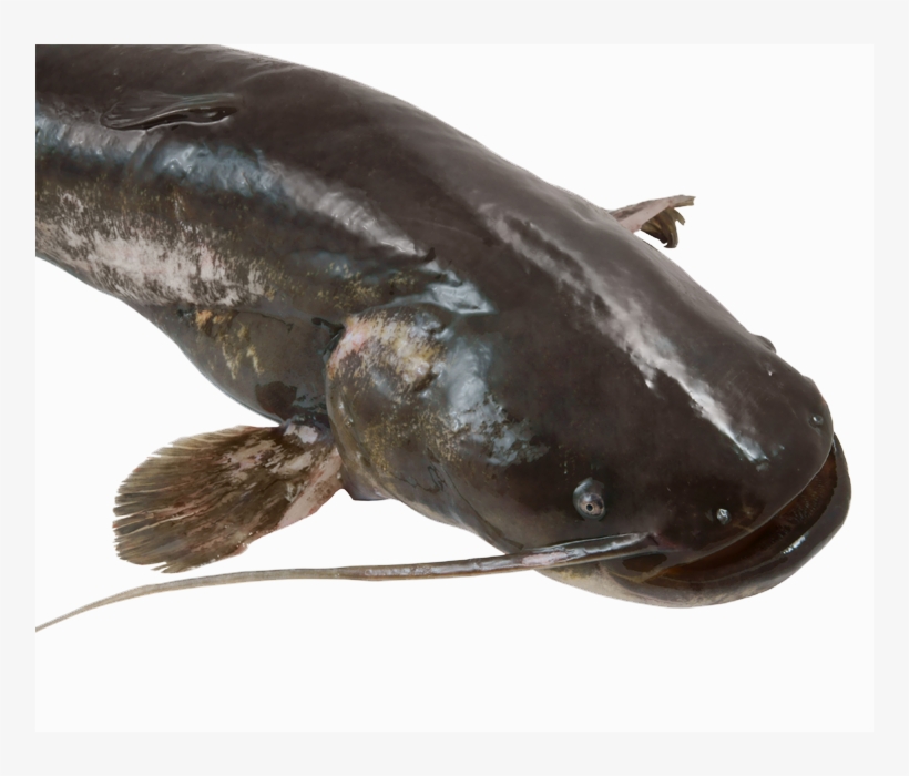 Catfish Pro Shop - River, transparent png