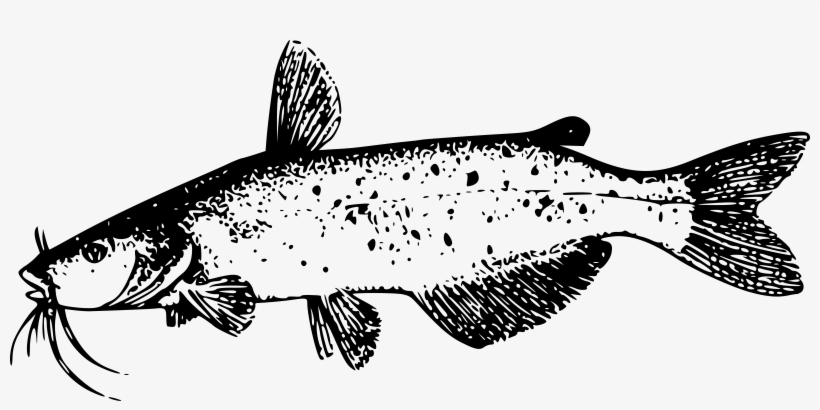 Catfish Png, transparent png