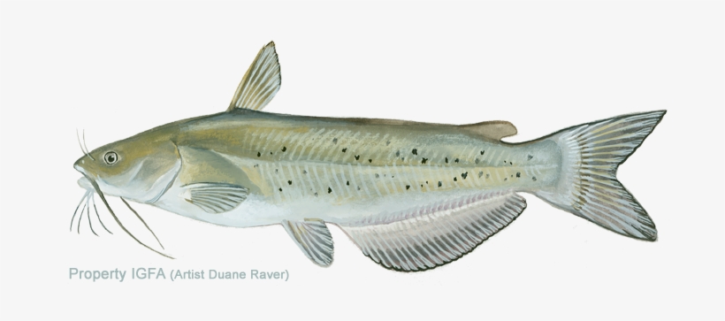 All-tackle World Records - Sand, transparent png