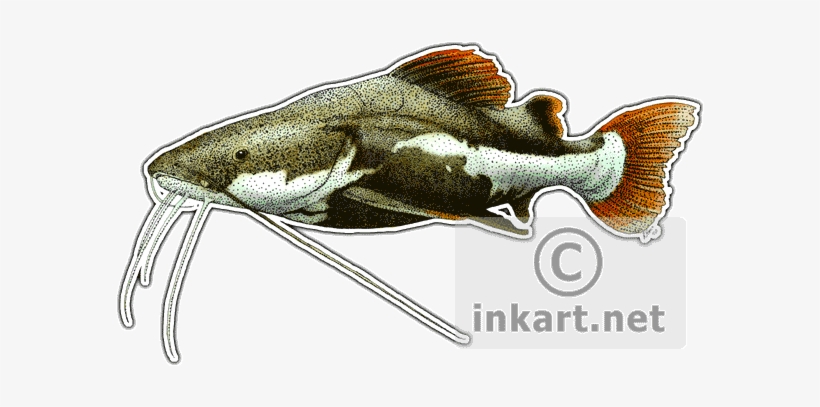 Wildlife Art - Red-tailed Catfish Mug, transparent png