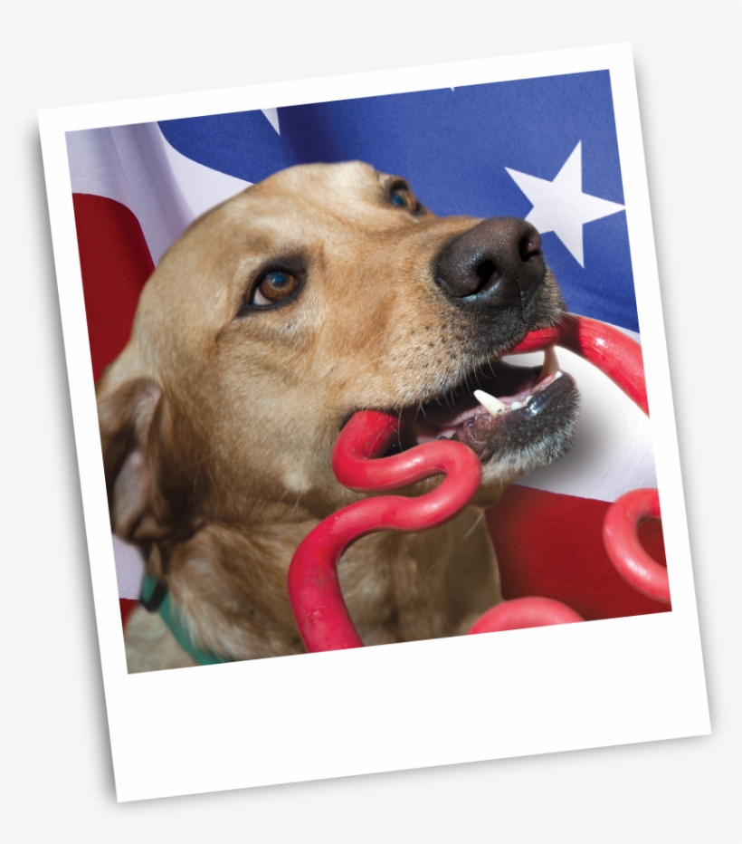 The Ruffdawg Blog / Made In The Usa - Dog Yawns, transparent png