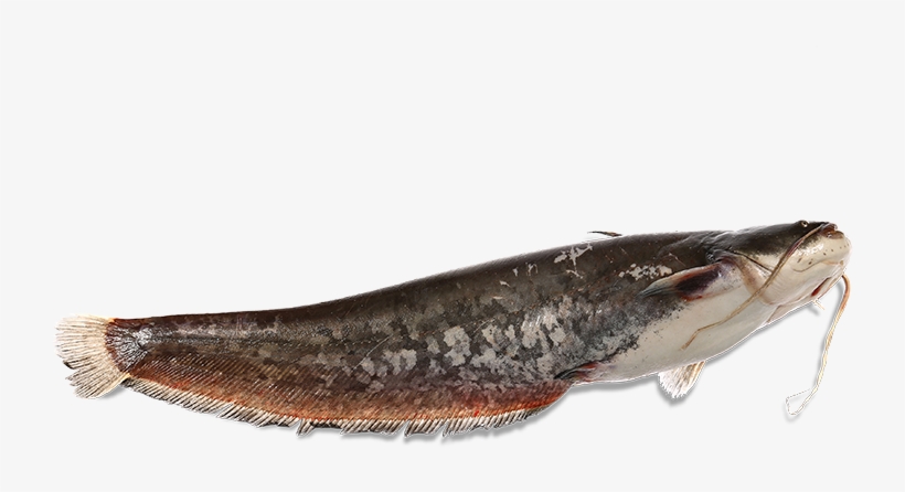 The Panona Mare Fresh Catfish Is Delivered Whole, Dressed, - Royal Institute Of British Architects, transparent png