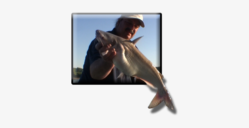 In Reservoirs And Lakes The Catfish Will Begin - Drawing, transparent png