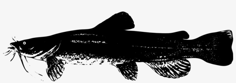 Catfish - Catfish Silhouette Png, transparent png
