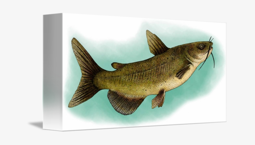 Channel Catfish By Roger Hall - Channel Catfish Sticker (rectangle), transparent png