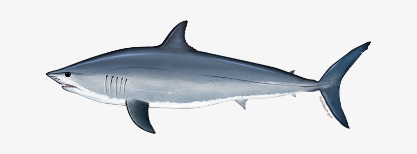 Atlantic Shortfin Mako Shark Choose Local F - Shortfin Mako Shark, transparent png
