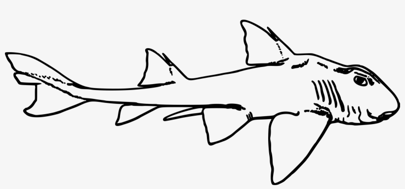 This Free Icons Png Design Of Port Jackson Shark, transparent png