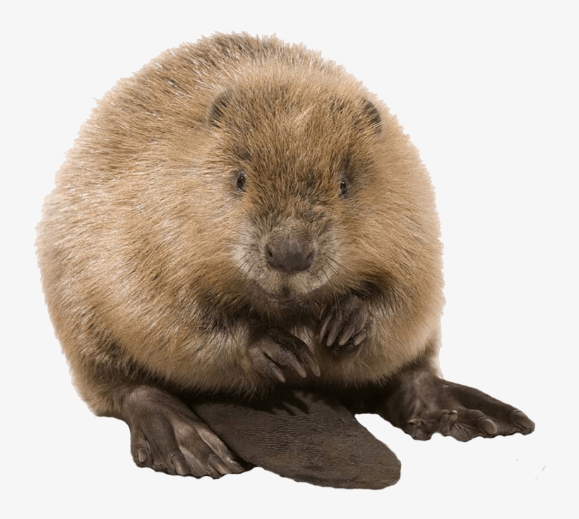 Cute Beaver - Beaver Png, transparent png