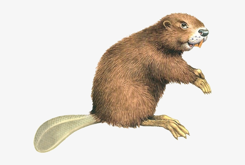 Beaver Png, transparent png