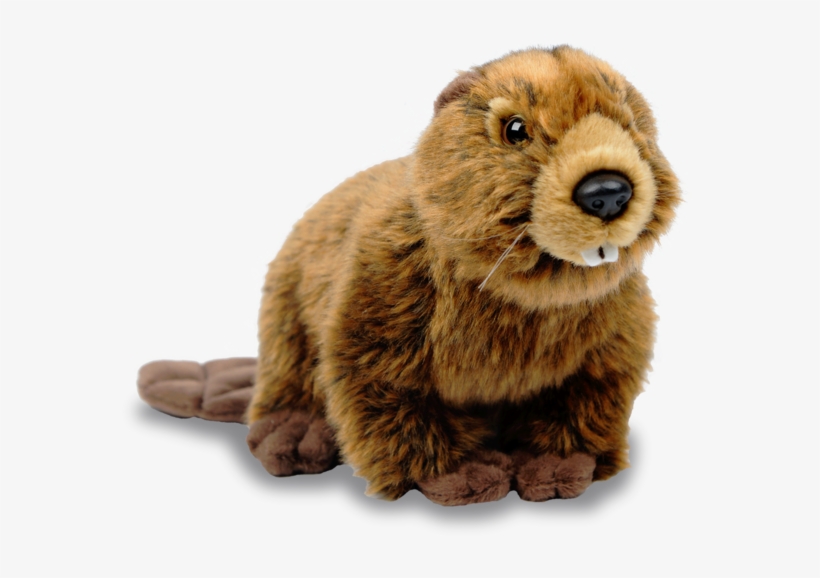 North American Beaver - North American Beaver Png, transparent png
