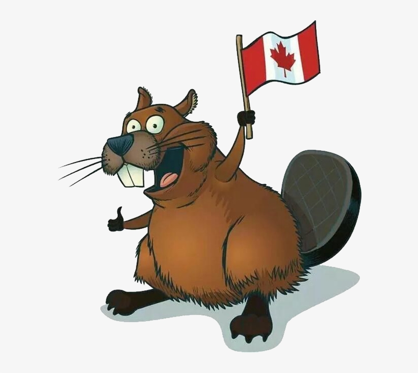 Beaver Png - Canadian Beaver Funny, transparent png