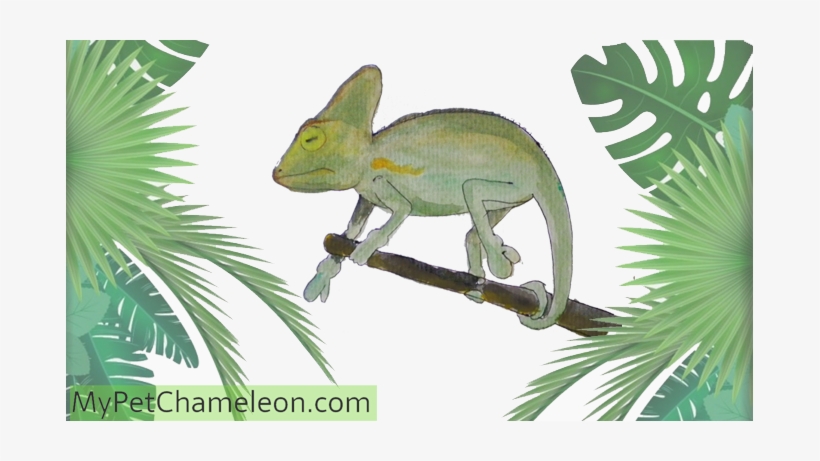 Gout In Chameleons Thick Ankles And Wrists - Common Chameleon, transparent png