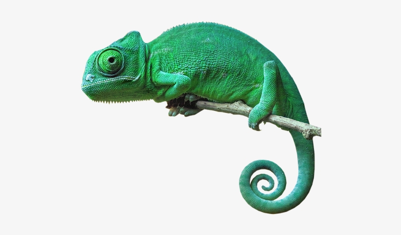 Chameleon Camouflage Reptile Lizard Green Freetoedit - Chameleon With No Background, transparent png