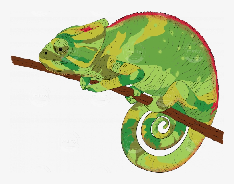 Chameleon - Illustration, transparent png