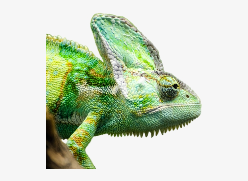 Reptile Iguana Render Bottomless Lizard Ig - Reptiles Render, transparent png