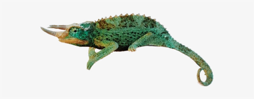 Images - Chameleons, transparent png