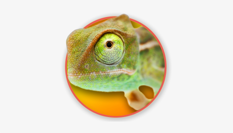 Chameleons, transparent png