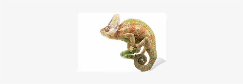 Рептилии Пнг, transparent png