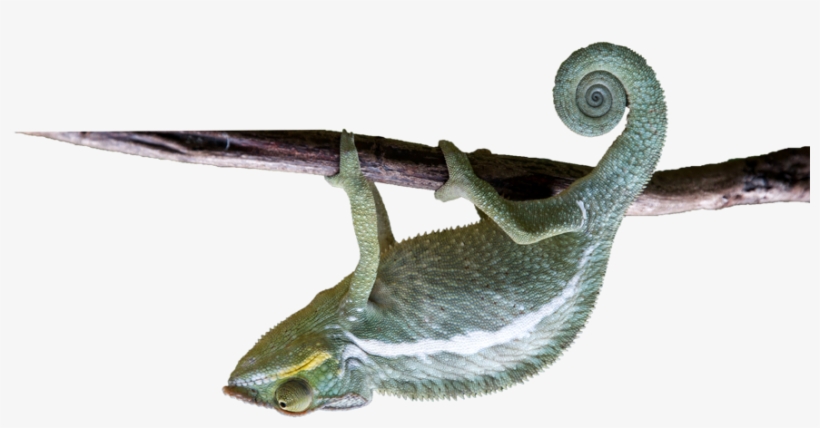 Chameleon - Common Chameleon, transparent png