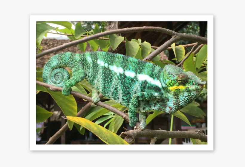 Male Panther Chameleons Nosy Komba Mrci - Nosy Komba, transparent png