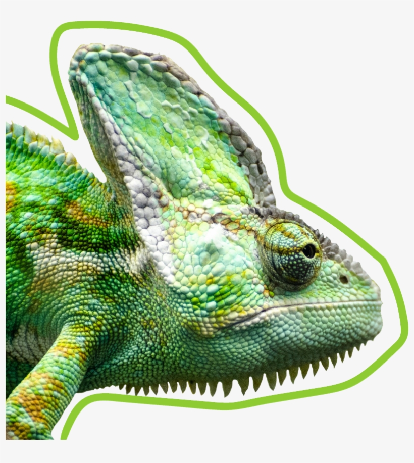 Leadlizard Chameleon - Art Print: Wonderful Dream's Exotic Reptile Animal,, transparent png