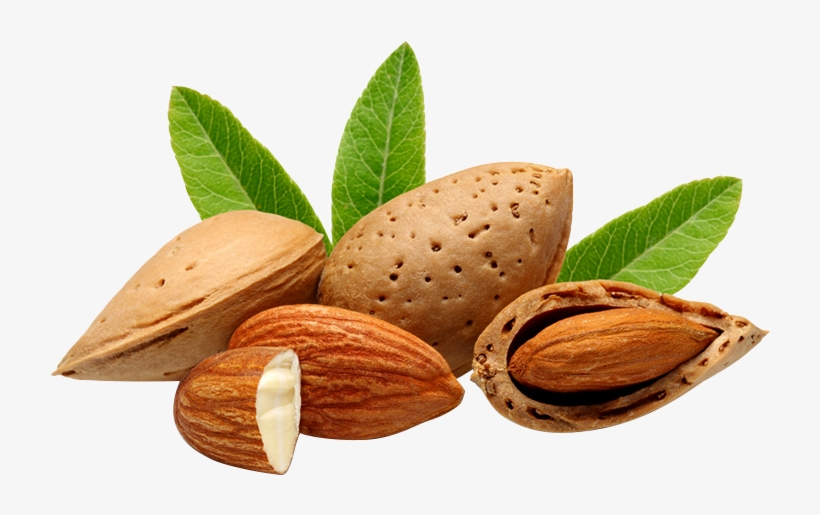 Almond Vector Seed Clip Art Royalty Free - Thesoapery Sweet Almond Oil - 1 Litre Cosmetic Grade, transparent png