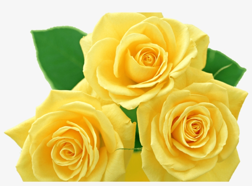 Yellow Rose Clip Art Yellow Roses Png By Melissa Tm - Yellow Rose Flower Png, transparent png