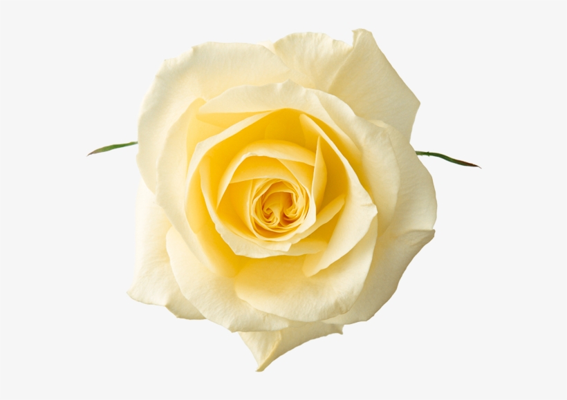Yellow Rose Png - White Rose Flower Png, transparent png