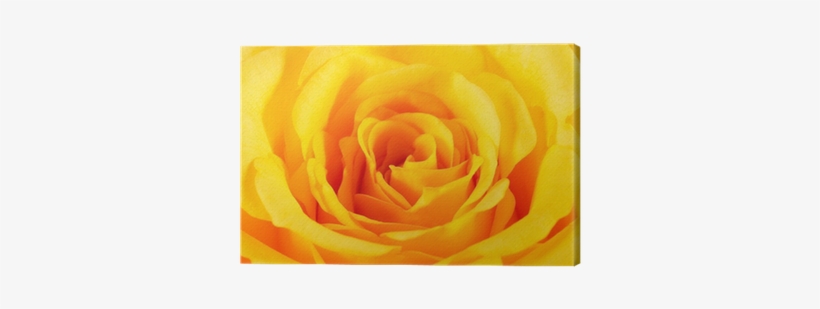Rose, transparent png