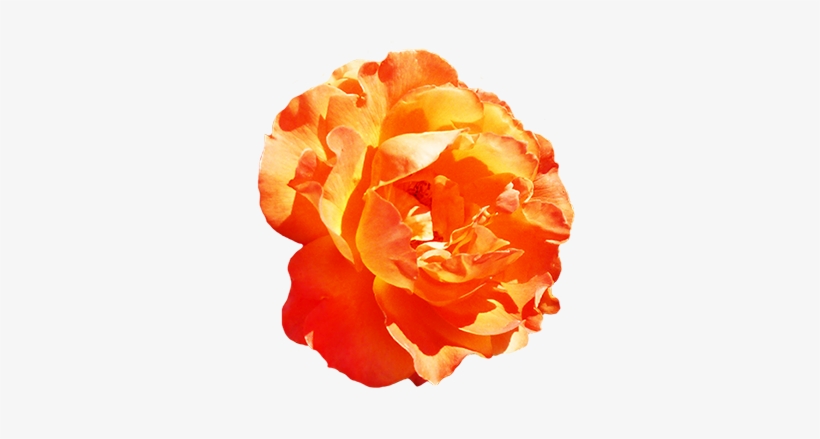 Yellow Rose Clipart Valentine - Clipart Orange Roses, transparent png