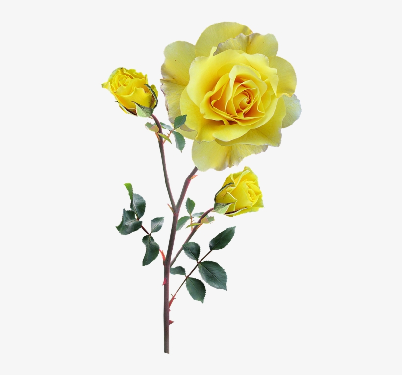 Rose, Yellow, Stem, Buds - Ruže Žlté Png, transparent png