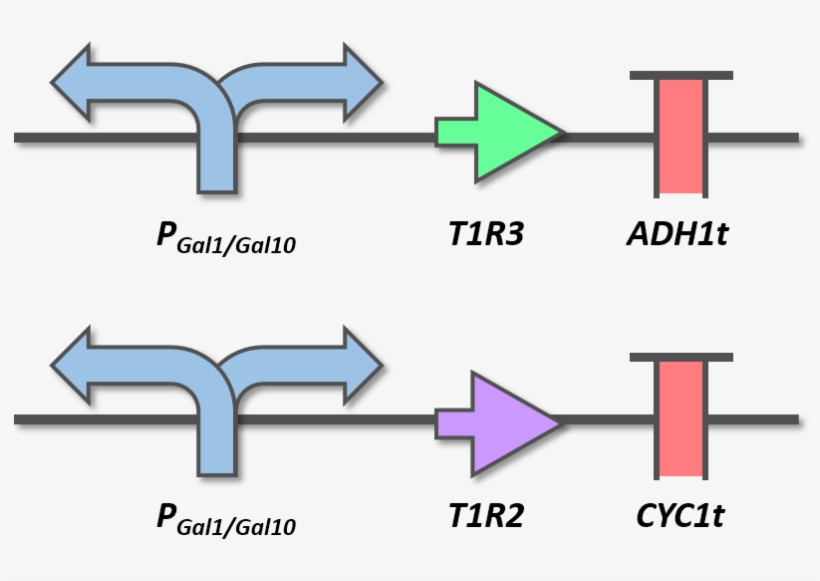 10 The Gene Circuits Of T1r2 And T1r3 Expression Cassettes - Diagram, transparent png