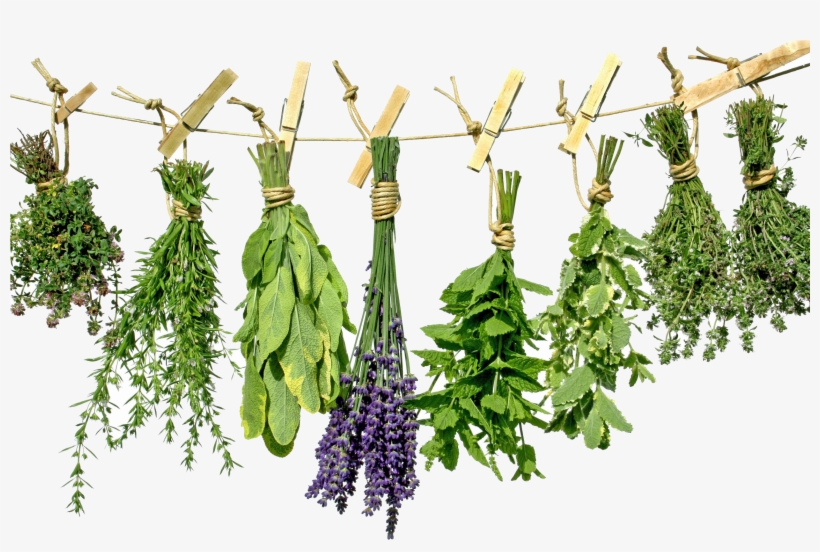 Herb Garden, transparent png