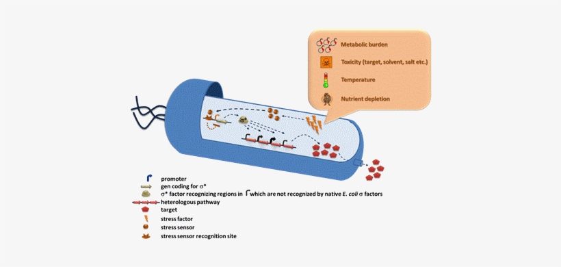 Such A Circuit Allows The Cell Itself To Dynamically - Synthetic Biological Circuit, transparent png