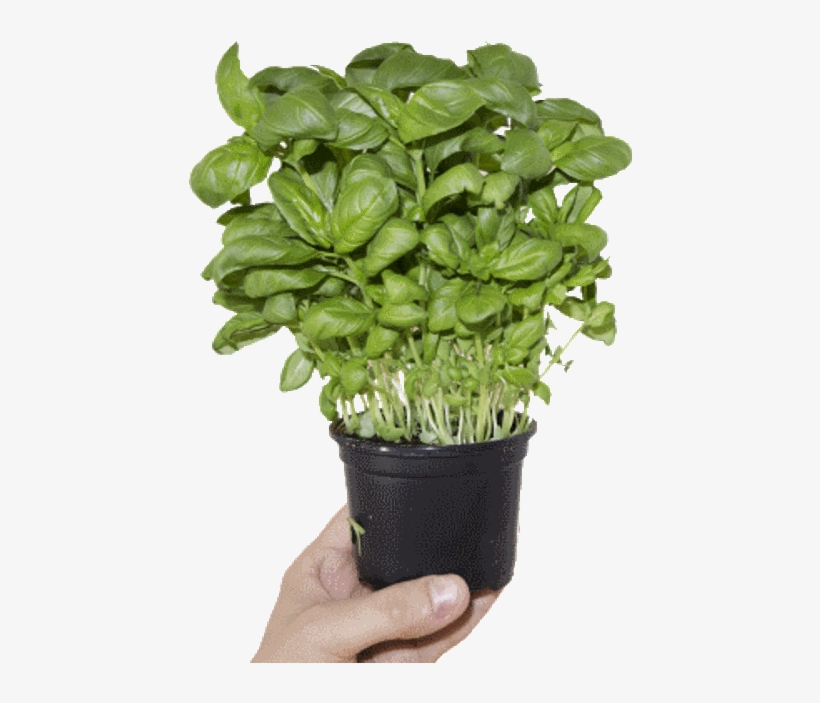Lush Basil Clear Background - Souvnear 3" Herb Planter - Ceramic Handmade Pot In, transparent png