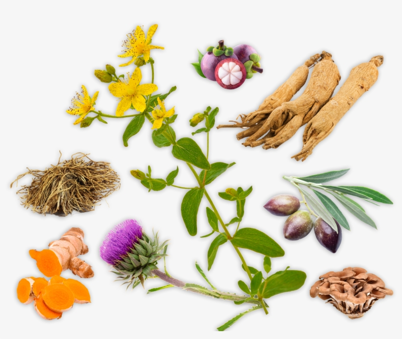Better Health Through Natural Healing: How To Get Well, transparent png