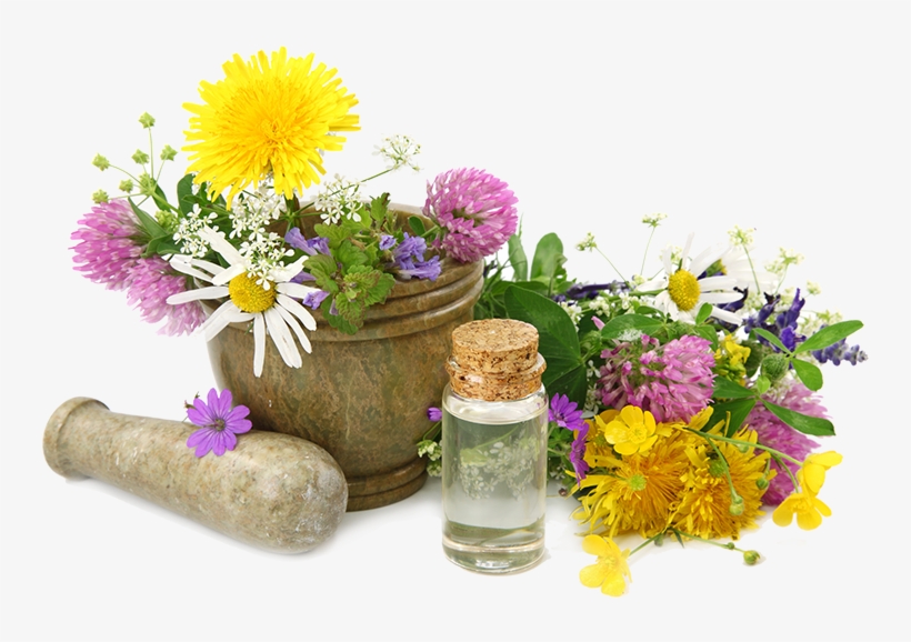 Enhance Your Relationship With The Natural World - Practical Herbal Medicine Handbook: Your Quick Reference, transparent png