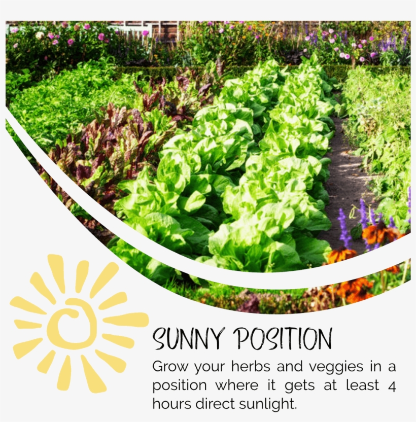 Herbs In Sun - Garden Fruits And Veggies, transparent png