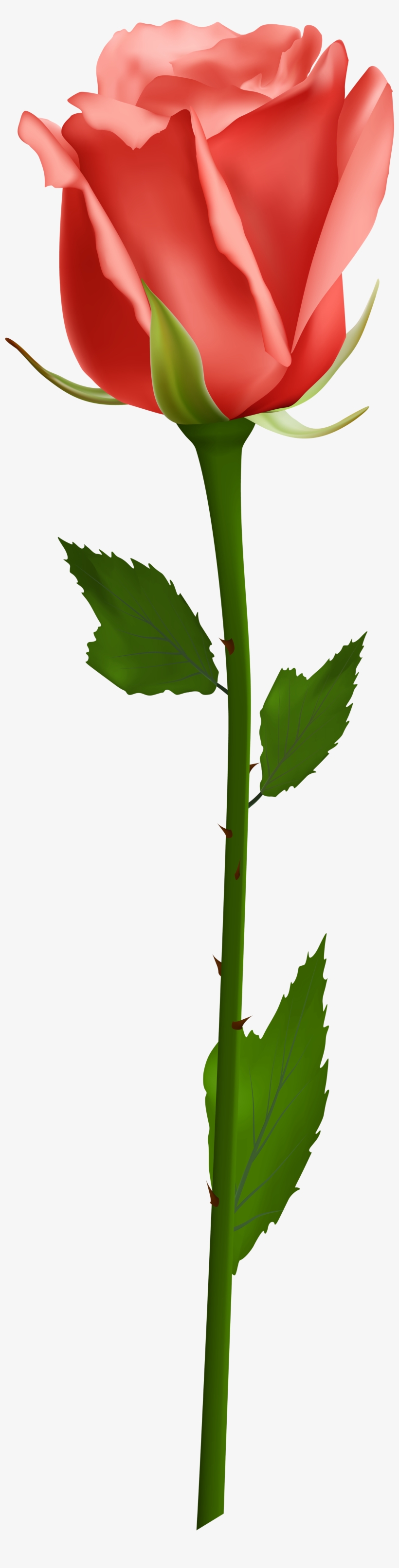Orange Rose Png Download - Single White Rose Png, transparent png