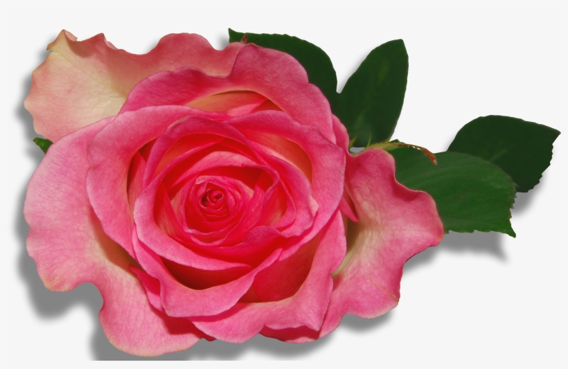 Emperor Roses Flowers Purple Nature Clipart Hd Wallpapers, transparent png