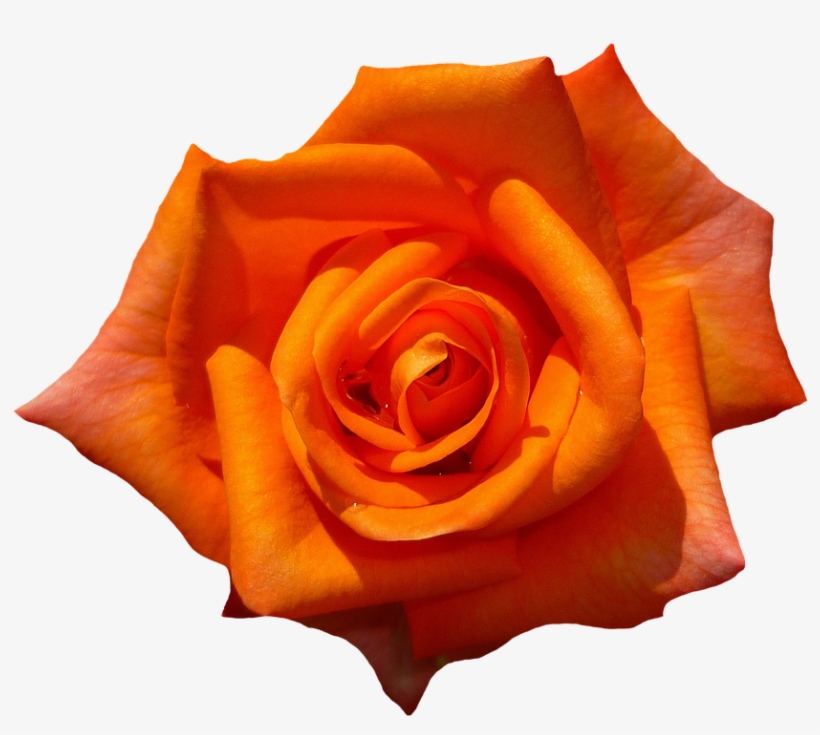 Rose-1385970 960 720 - Orange Rose Transparent Background, transparent png
