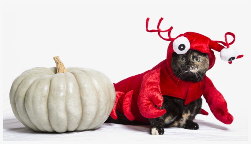 Here's How You Can Run This Fun Campaign - Pumpkin, transparent png