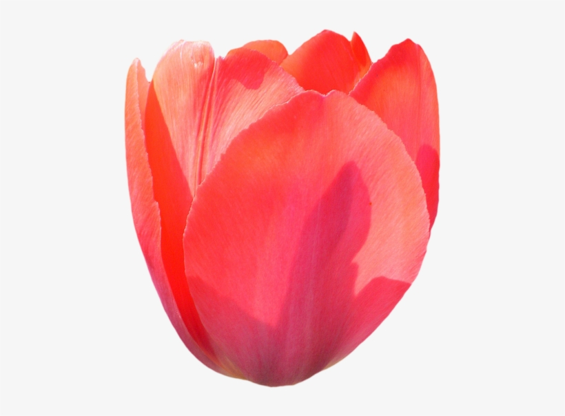 Tulip Png Image Transparent - Tulip Png, transparent png