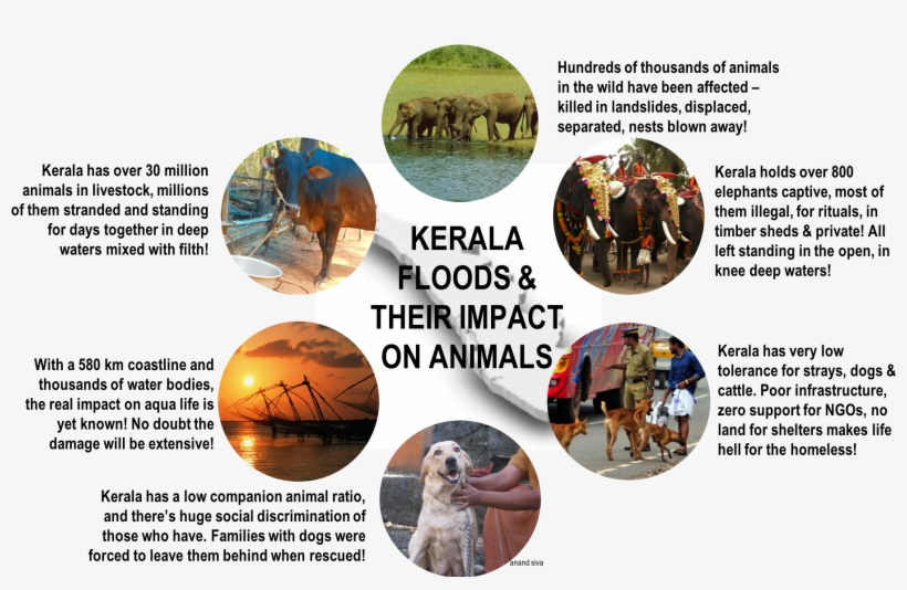 A Complexity Called Kerala In The Aftermath Of The - Kerala, transparent png