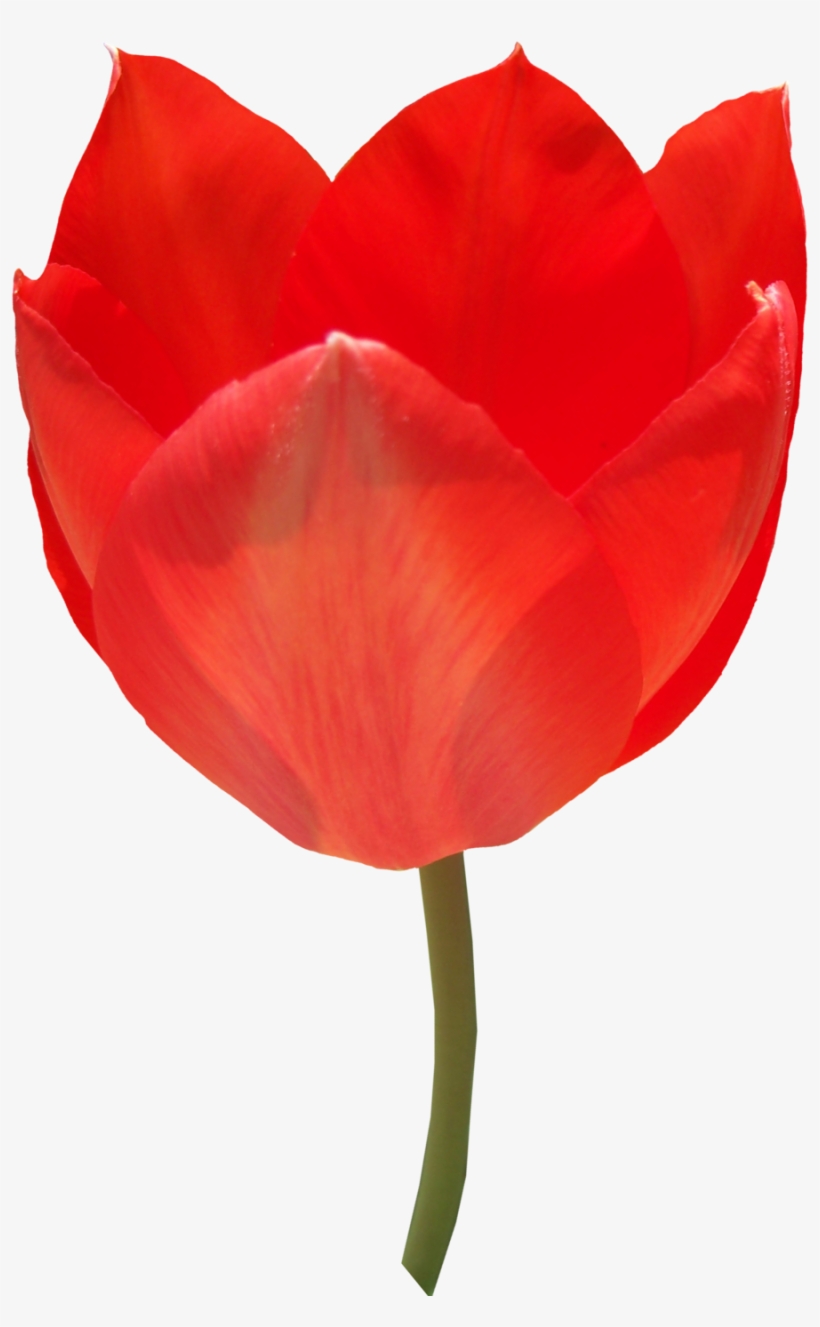 Red Tulip Png Image - Sprenger's Tulip, transparent png